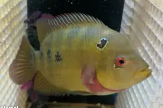 Trimac Cichlid