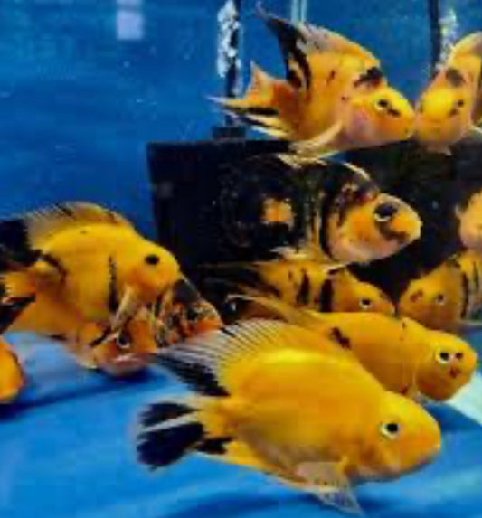 Golden / Yellow Tiger Parrot Cichlid (Cichlasoma sp) 5”