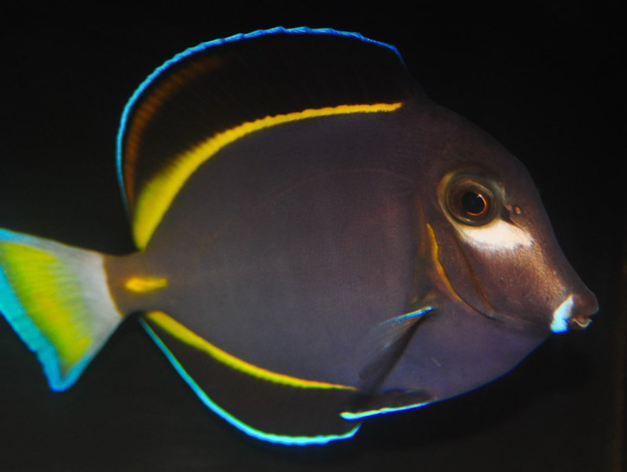 Gold RiM Tang XL