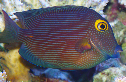 Yellow Eye Bristletooth Tang