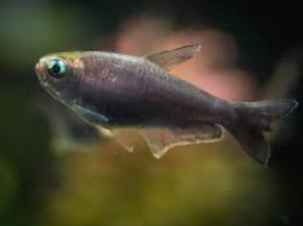 Black Emperor Tetra