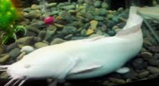 Plotosus canius albino 8"