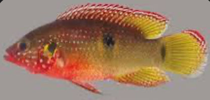 Neon Jewel Cichlid MD 3"+