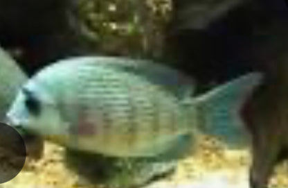 Pinstripe Damba Cichlid (Paretroplus Menarambo) 3”+