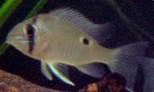 Geophargus Cupid