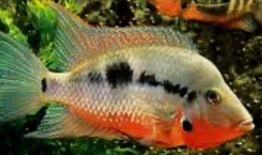 American Cichlid Firemouth Meeki 2.5"-3"
