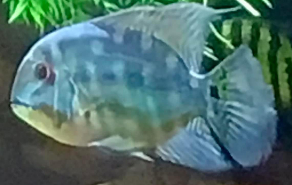 True Parrot Cichlid (Hoplarchus Psittacus)