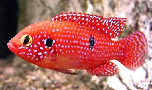 Blood Red Jewel Cichlid 2"-3"