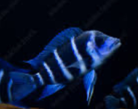 Zaire Moba Frontosa Cichlid (Cyphotilapia gibberosa)