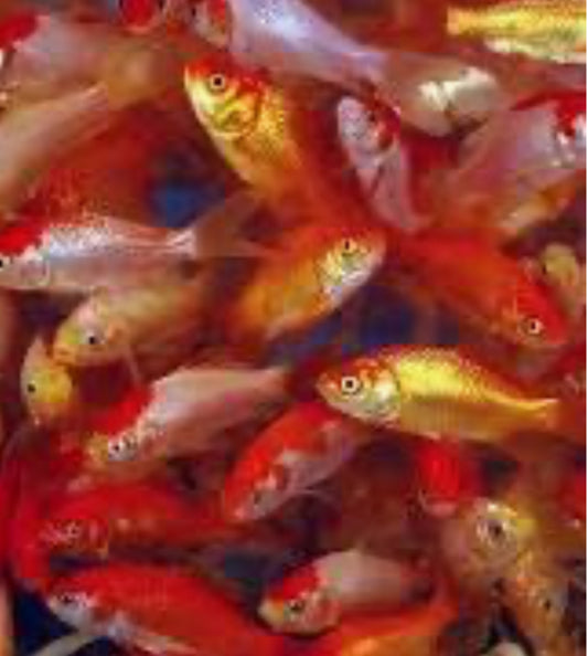 FEEDER Comets