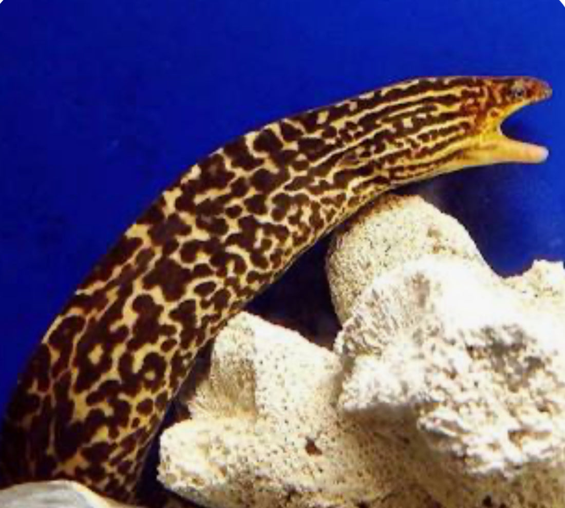 Spotted swamp eel Synbranchus marmoratus 12”-16”