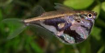 Marbled Hatchet (Carnegiella strigata)