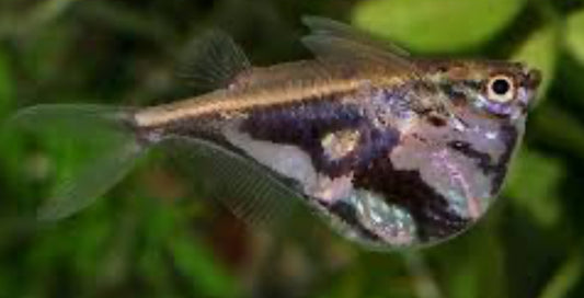 Marbled Hatchet (Carnegiella strigata)