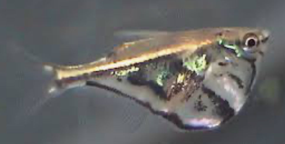 Marbled Hatchet (Carnegiella strigata)