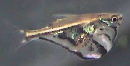 Marbled Hatchet (Carnegiella strigata)