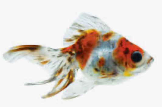 Calico Ryukin 3.5"
