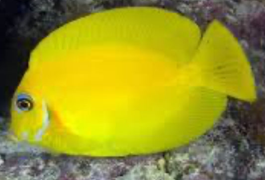 Yellow Mimic Tang MD
