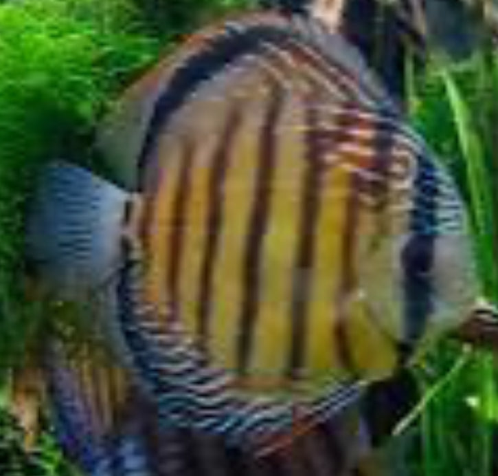 Wild Blue Royal Discus (Symphysodon aequifasciatus)