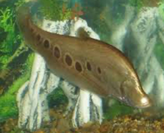 Gold ClownKnifefish