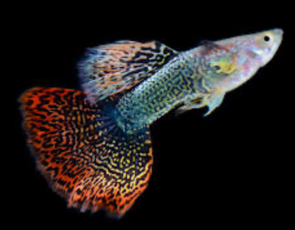 Pick Your Guppy