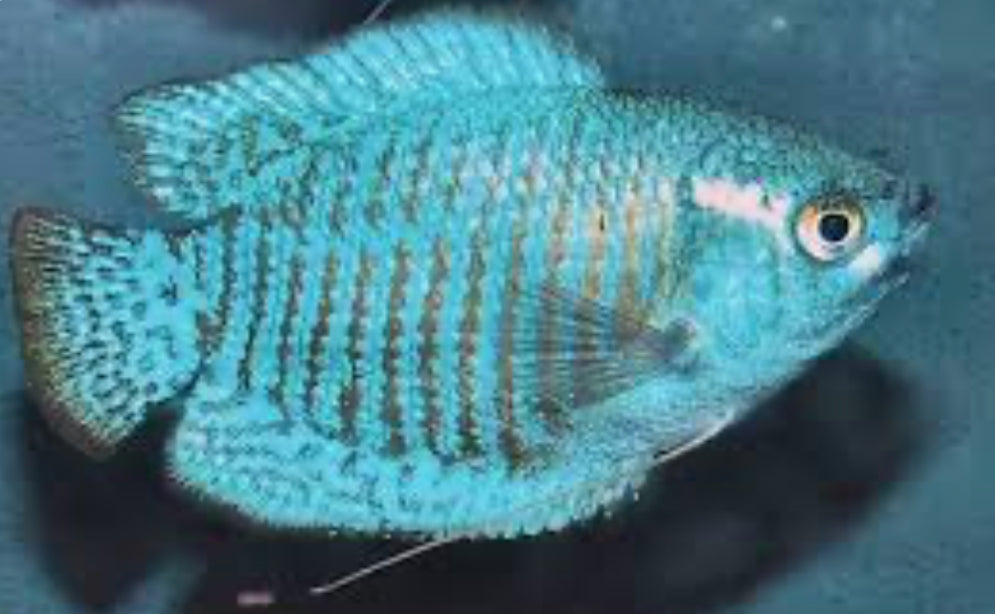 Cobalt Dwarf Gourami