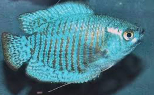 Cobalt Dwarf Gourami