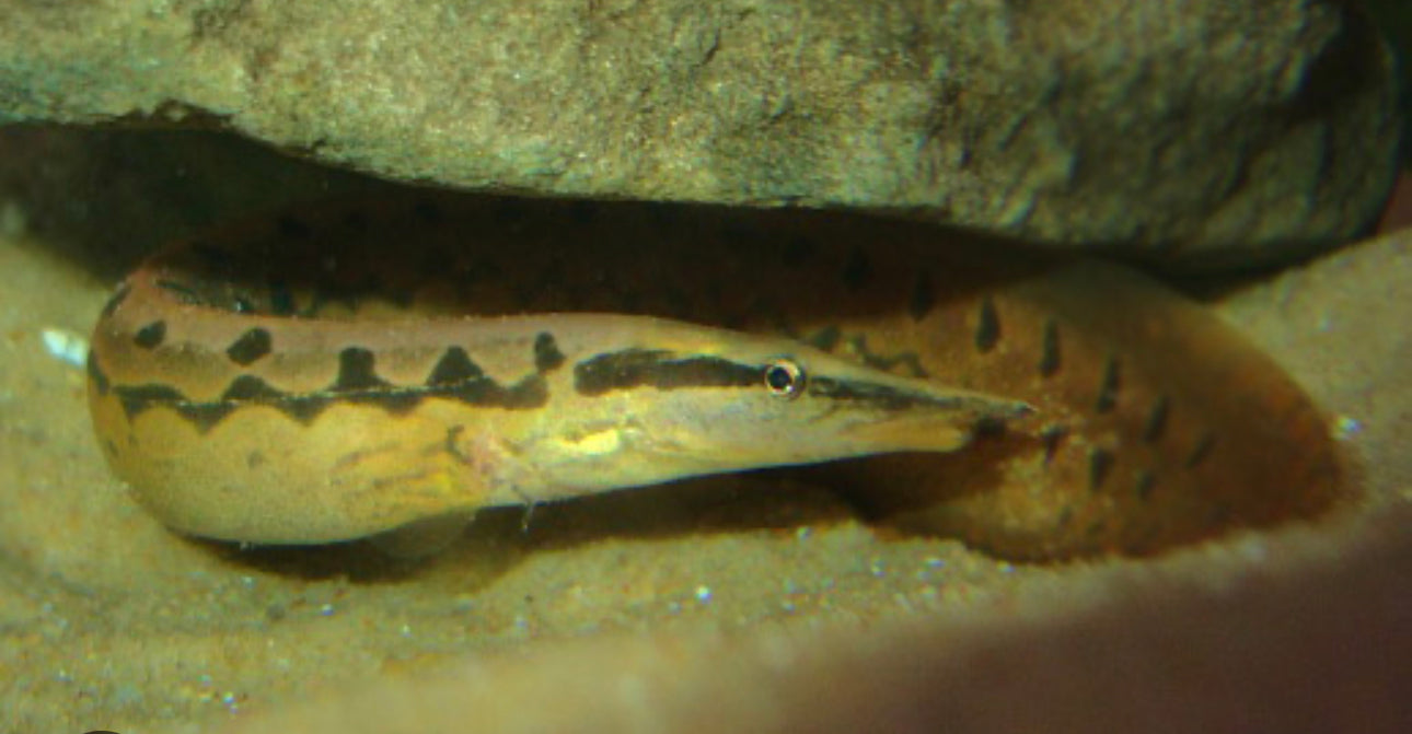 ZIG ZAG EEL