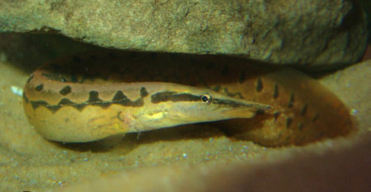 ZIG ZAG EEL
