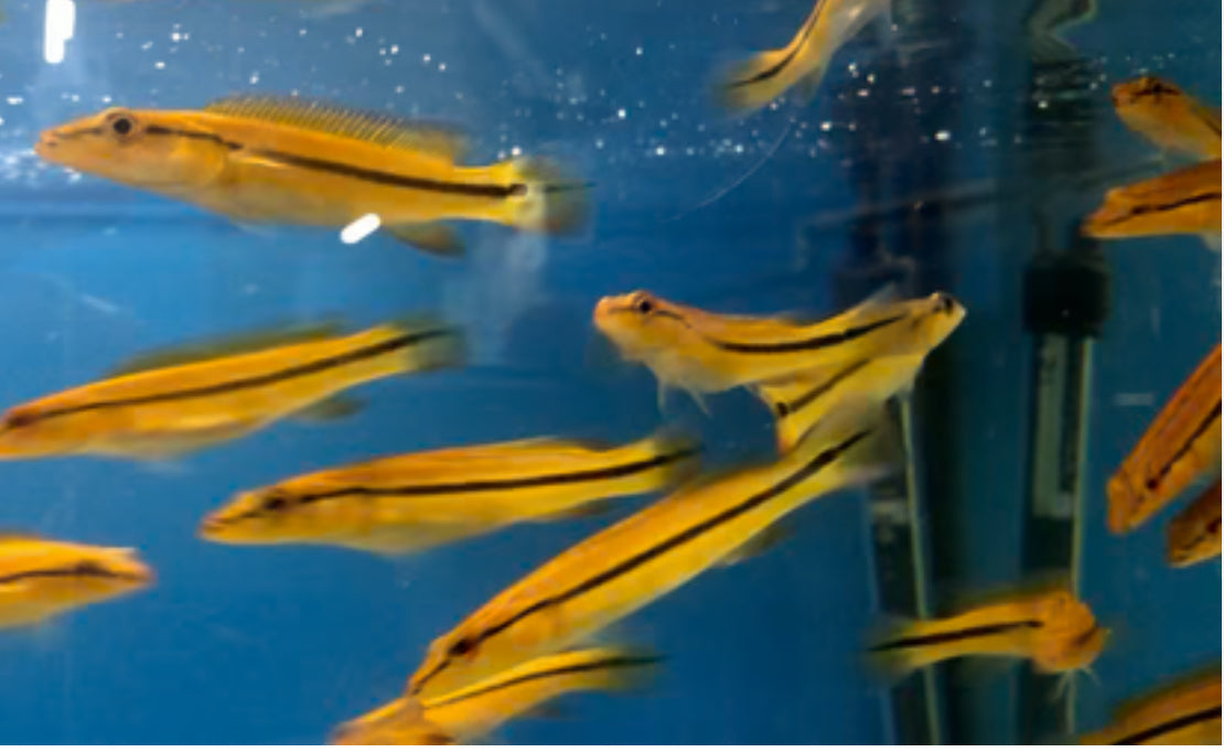 Xingu Orange Pike Cichlid 3"+