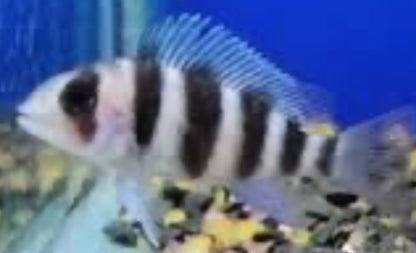 Zaire Moba Frontosa Cichlid (Cyphotilapia gibberosa)