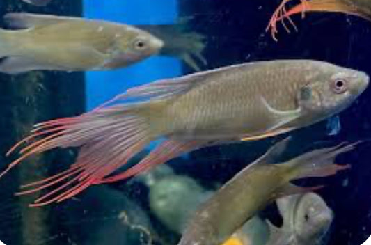 RED FORKTAIL PARADISE FISH (MACROPODUS HONGKONGENSIS)