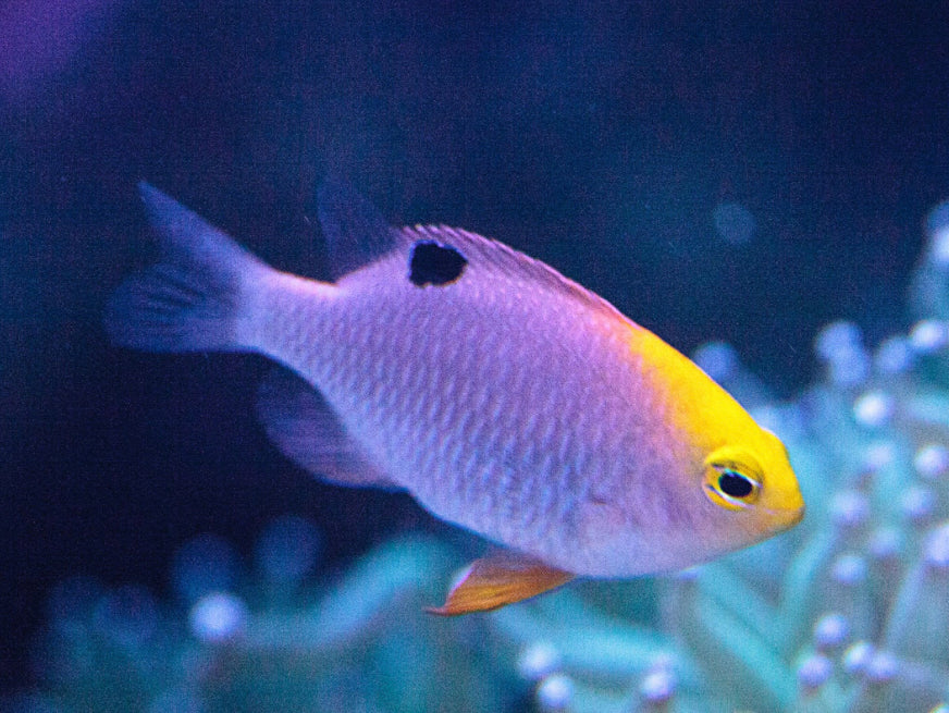 Talbot's Damsel-MD