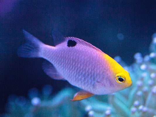 Talbot's Damsel-MD