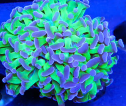 Purpple Tip Green Wall Hammer-LG