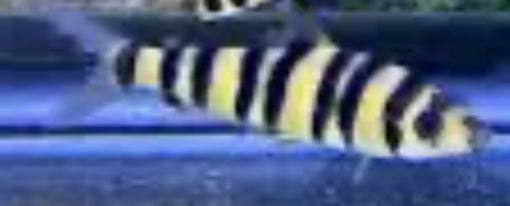 Black Banded Leporinus (Leporinus Fasciatus)