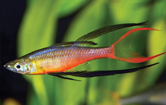 Threadfin Rainbow