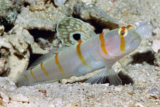 Randall's Shrimp Goby