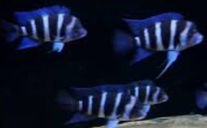 Zaire Moba Frontosa Cichlid (Cyphotilapia gibberosa)