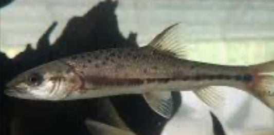 Percocypris retrodorsalis - humpback perch barb (RARE) 4"