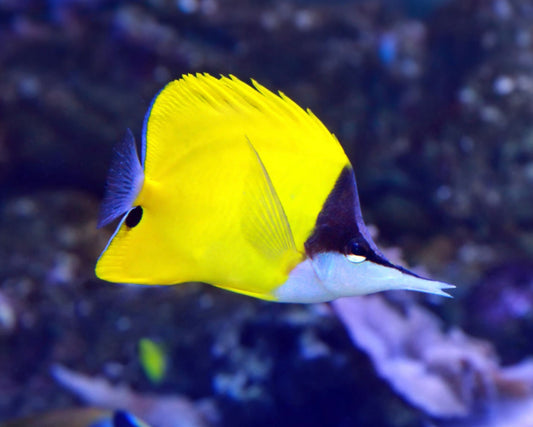 Yellow Longnose Butterfly-ML
