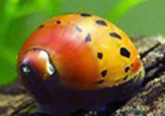RED Onion Nerite Snails
