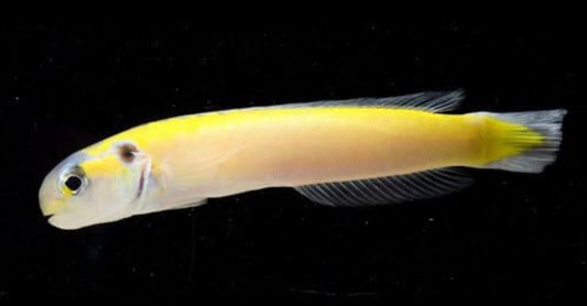 Golden Tile Goby-LG