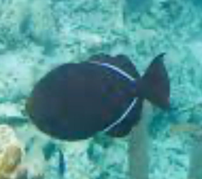 BLACK DURGON TRIGGERFISH