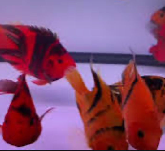 Red Tiger Parrot Cichlid (Cichlasoma sp) 5”+ (low markings)