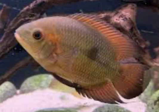 Chocolate Cichlid