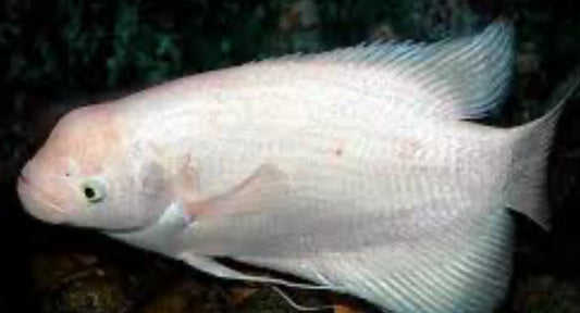 Ospronemus Gourami