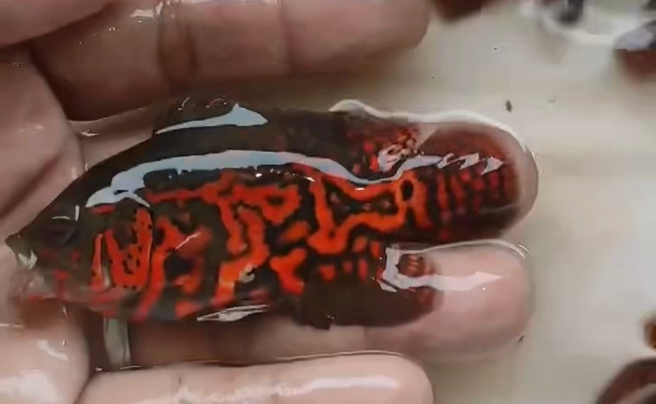 Oscar Copper Leopard (Astronotus ocellatus)