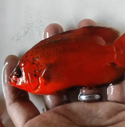 Super Fire Red Oscar (Astronotus ocellatus) 5”