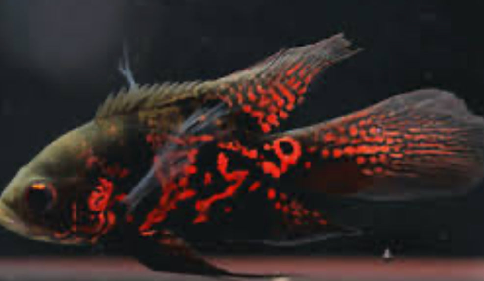 Long Fin Red Tiger Oscar