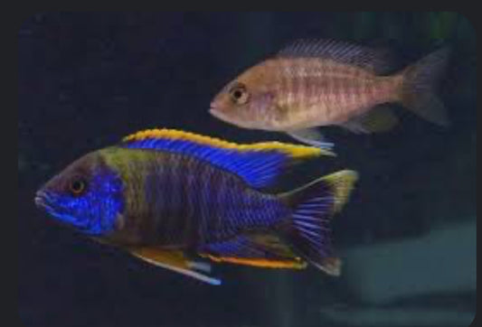 Lwanda Peacock